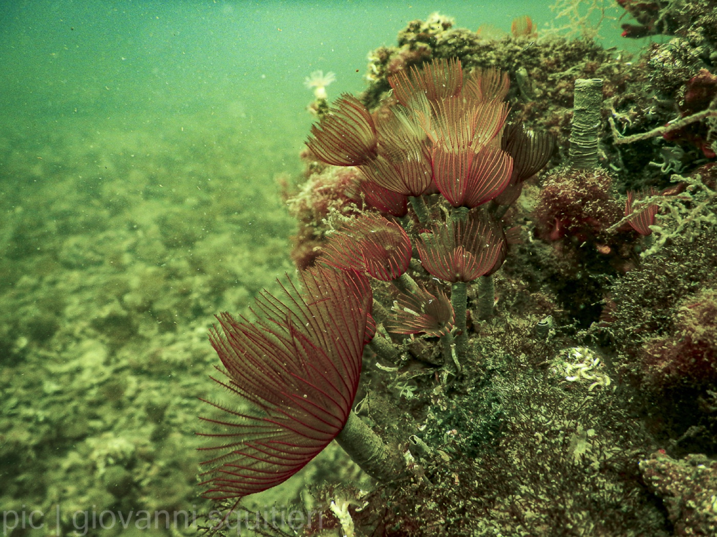 Intelligenza Artificiale ed ecosistema marino